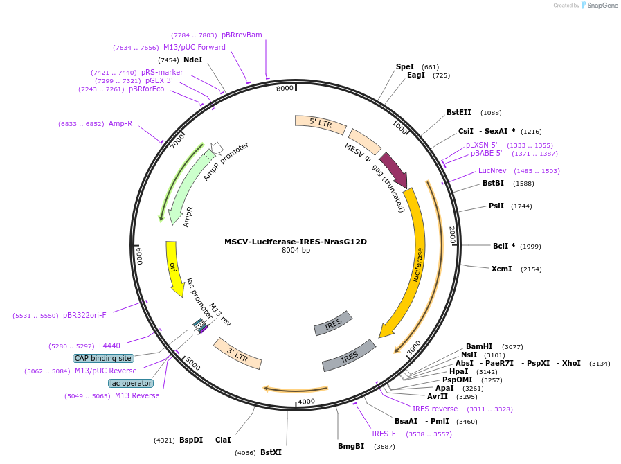 60834-plasmid-map-sequence-id-98996