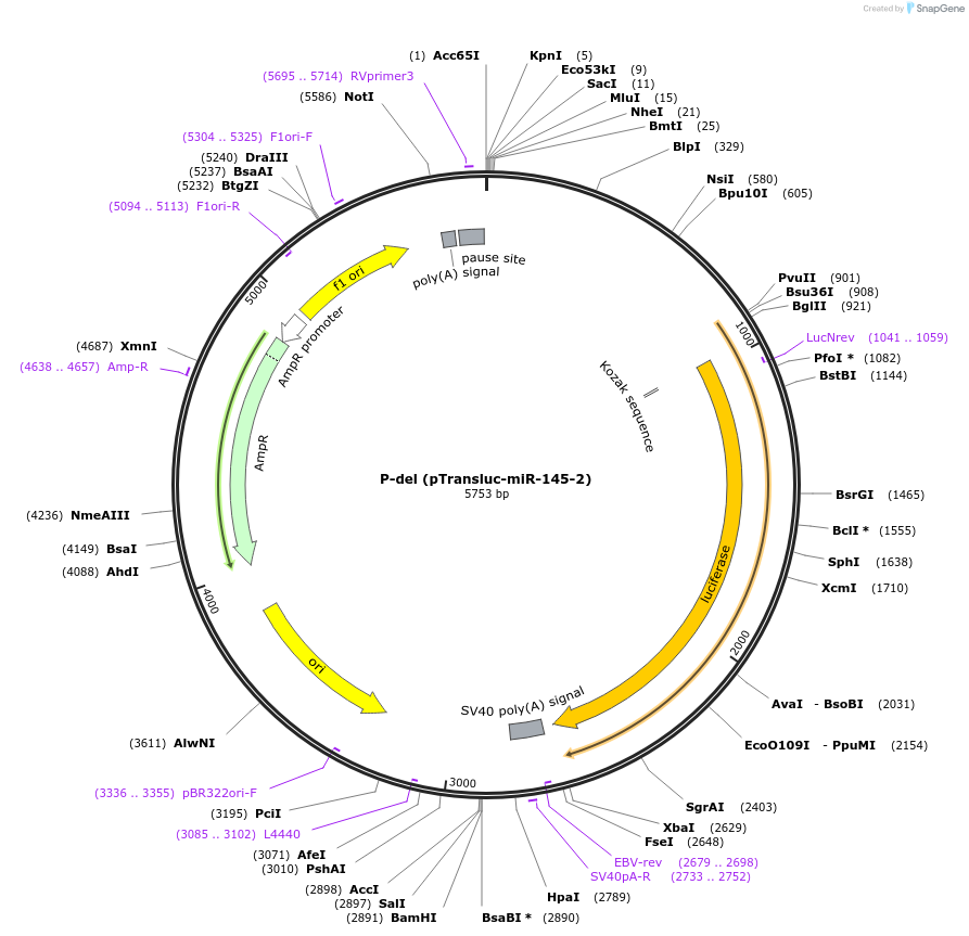 21500-plasmid-map-sequence-id-9903