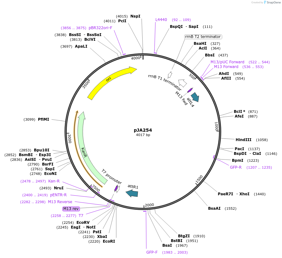 21507-plasmid-map-sequence-id-9906