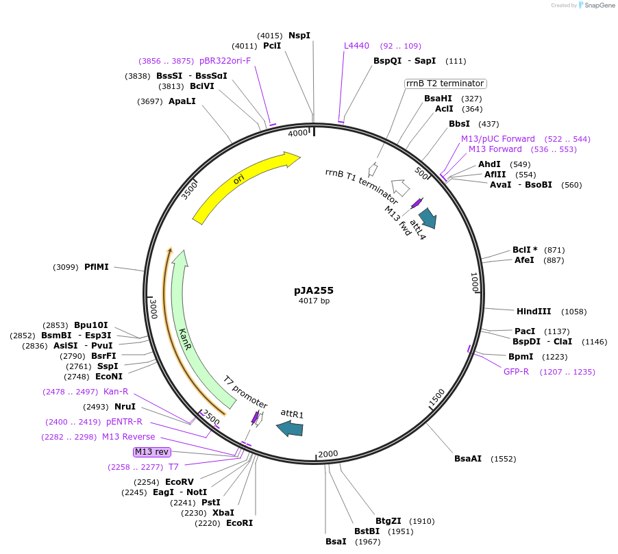 21508-plasmid-map-sequence-id-9907