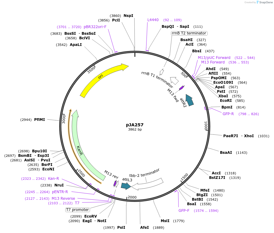 21510-plasmid-map-sequence-id-9909