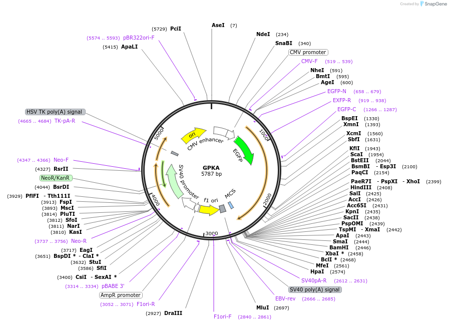 61091-plasmid-map-sequence-id-99097