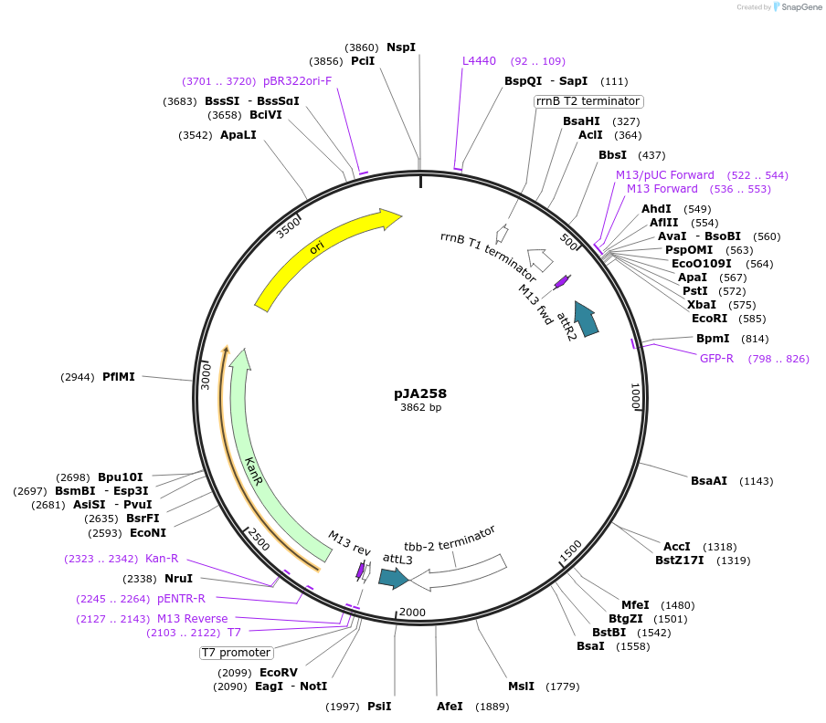21511-plasmid-map-sequence-id-9910