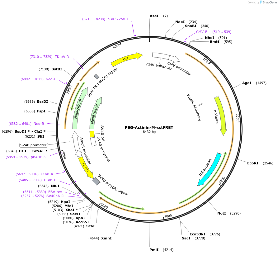 61100-plasmid-map-sequence-id-99100