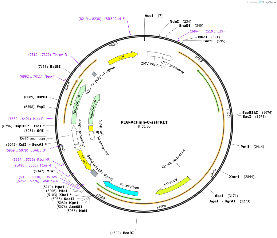 61101-plasmid-map-sequence-id-99104