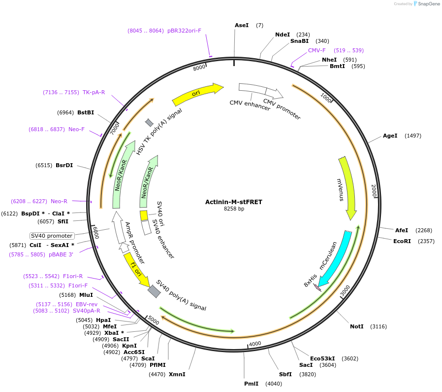 61103-plasmid-map-sequence-id-99105
