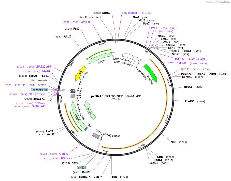 59812-plasmid-map-sequence-id-99116