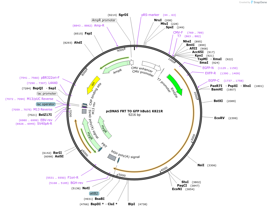59813-plasmid-map-sequence-id-99117