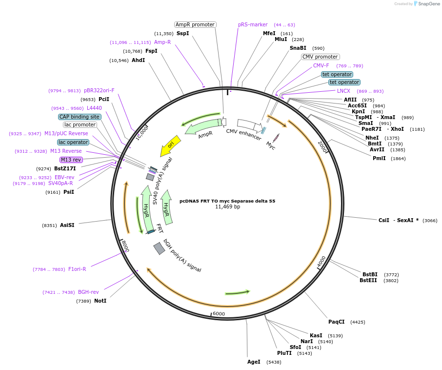 59824-plasmid-map-sequence-id-99122