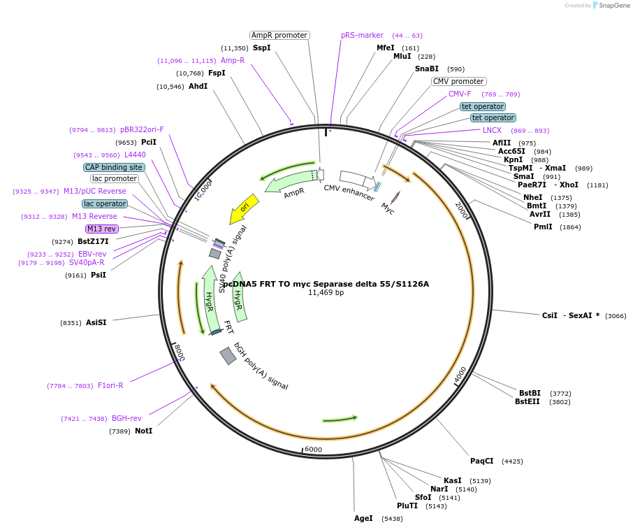 59825-plasmid-map-sequence-id-99123