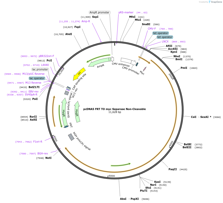 59826-plasmid-map-sequence-id-99124