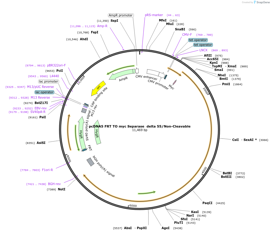 59827-plasmid-map-sequence-id-99125