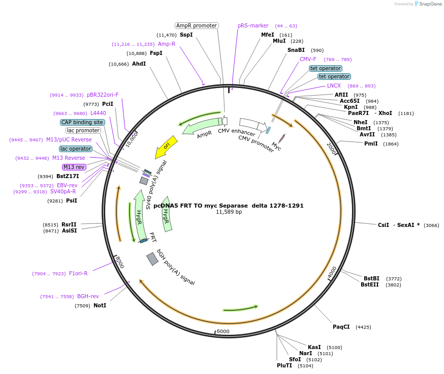 59830-plasmid-map-sequence-id-99127