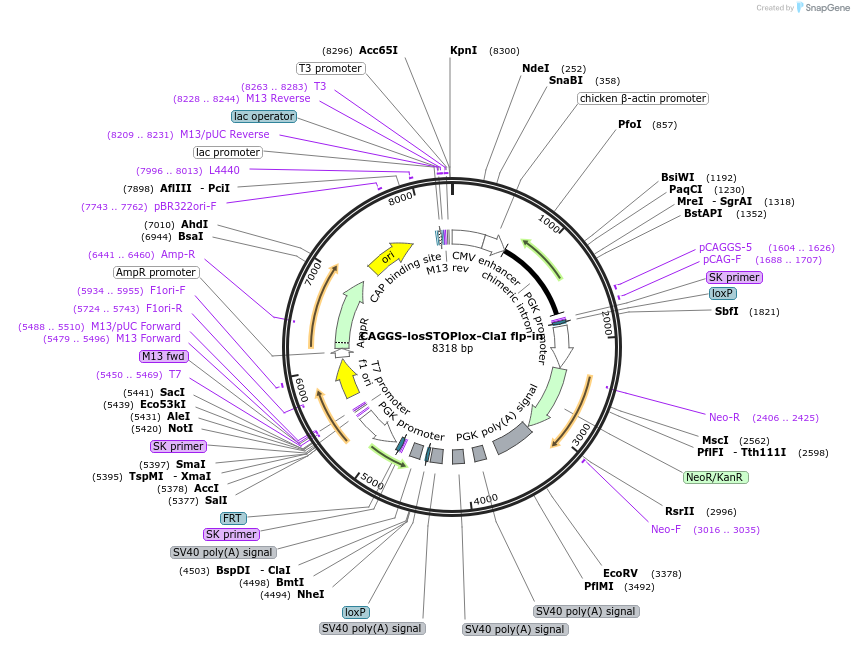 21548-plasmid-map-sequence-id-9915