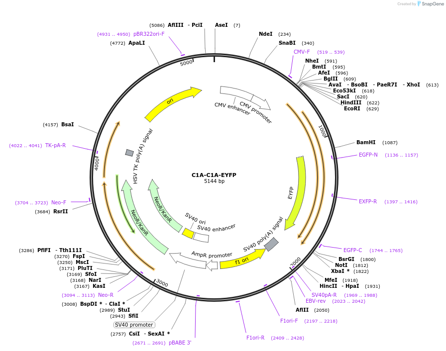 61155-plasmid-map-sequence-id-99172