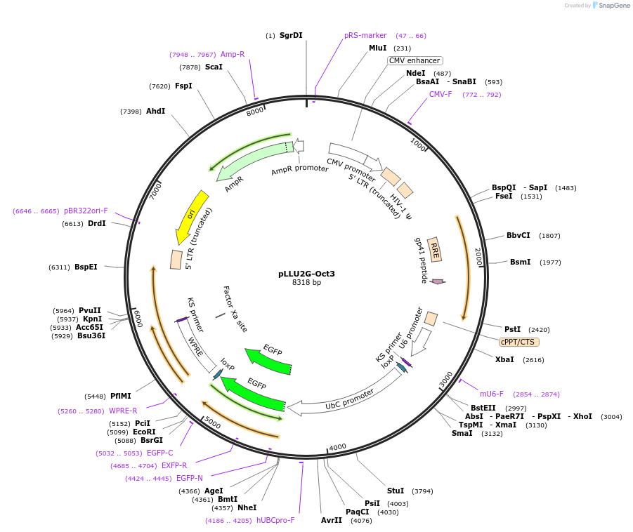 21616-plasmid-map-sequence-id-9918