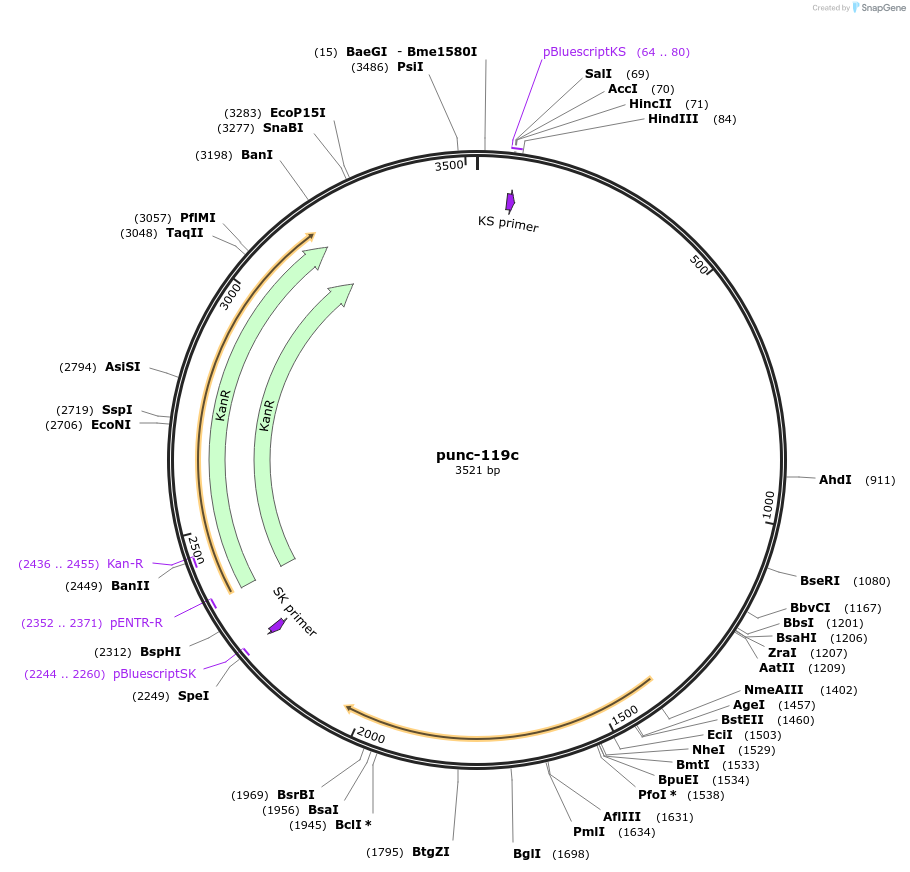 21595-plasmid-map-sequence-id-9919