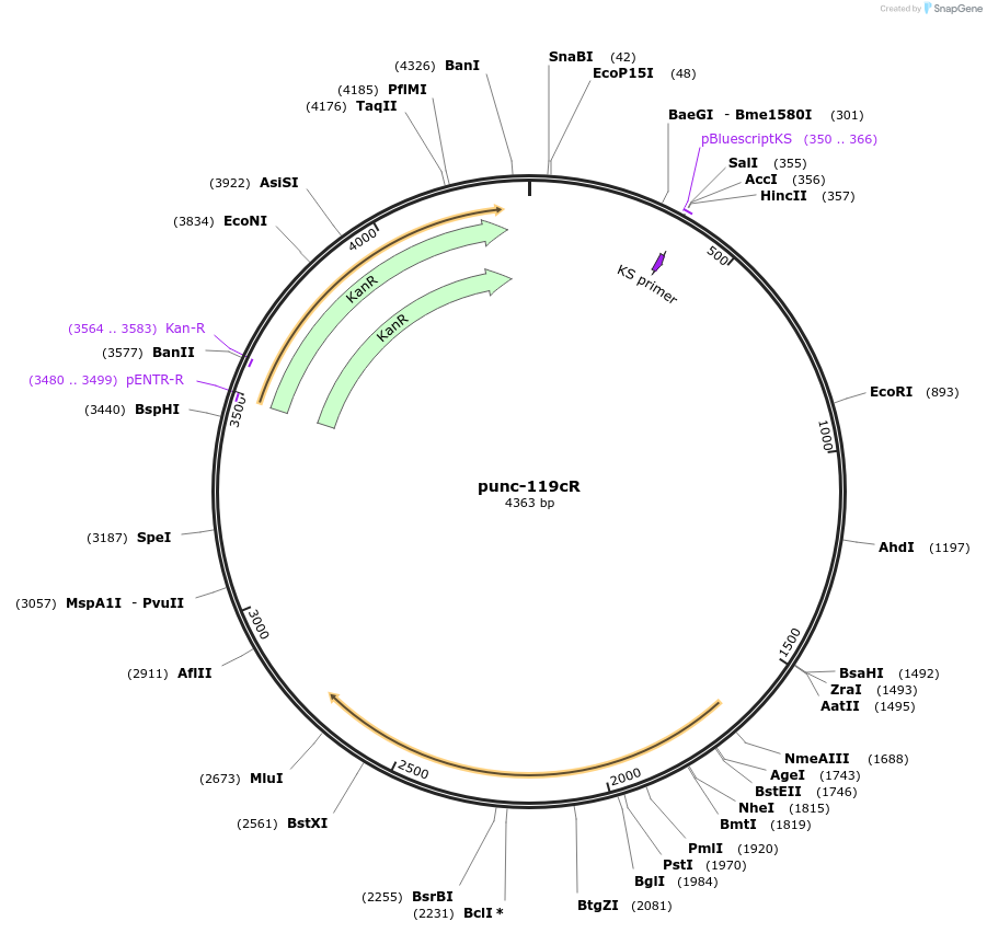 21596-plasmid-map-sequence-id-9920