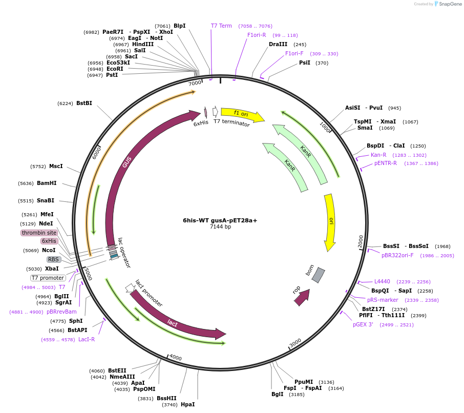 61156-plasmid-map-sequence-id-99213