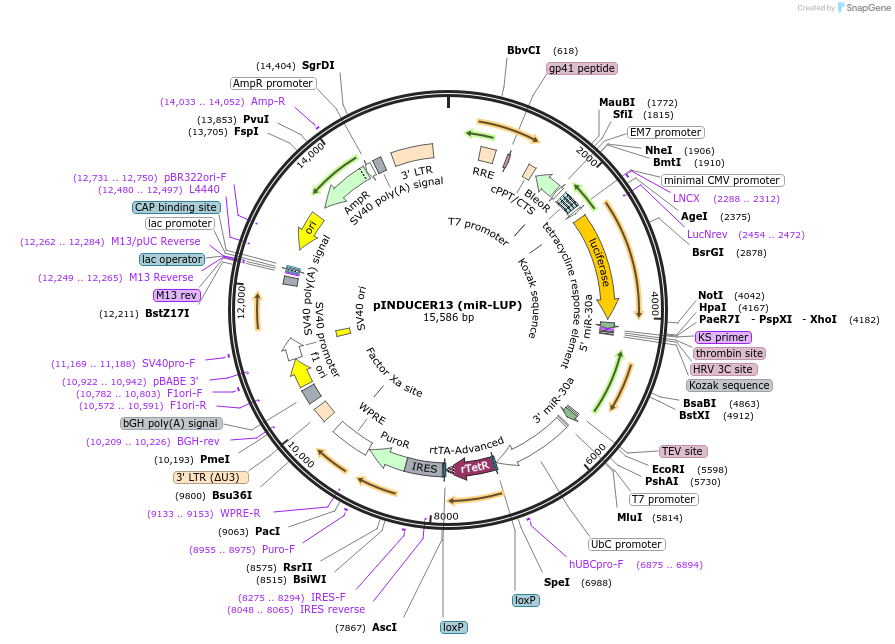 46936-plasmid-map-sequence-id-99214