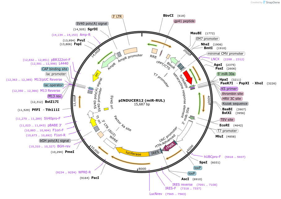 46935-plasmid-map-sequence-id-99219