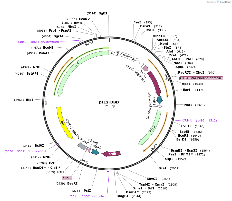 21602-plasmid-map-sequence-id-9922