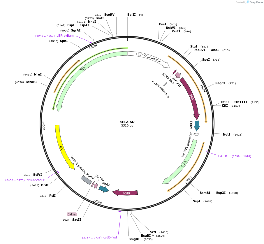 21603-plasmid-map-sequence-id-9923