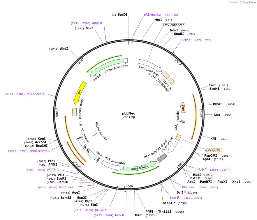 21617-plasmid-map-sequence-id-9925