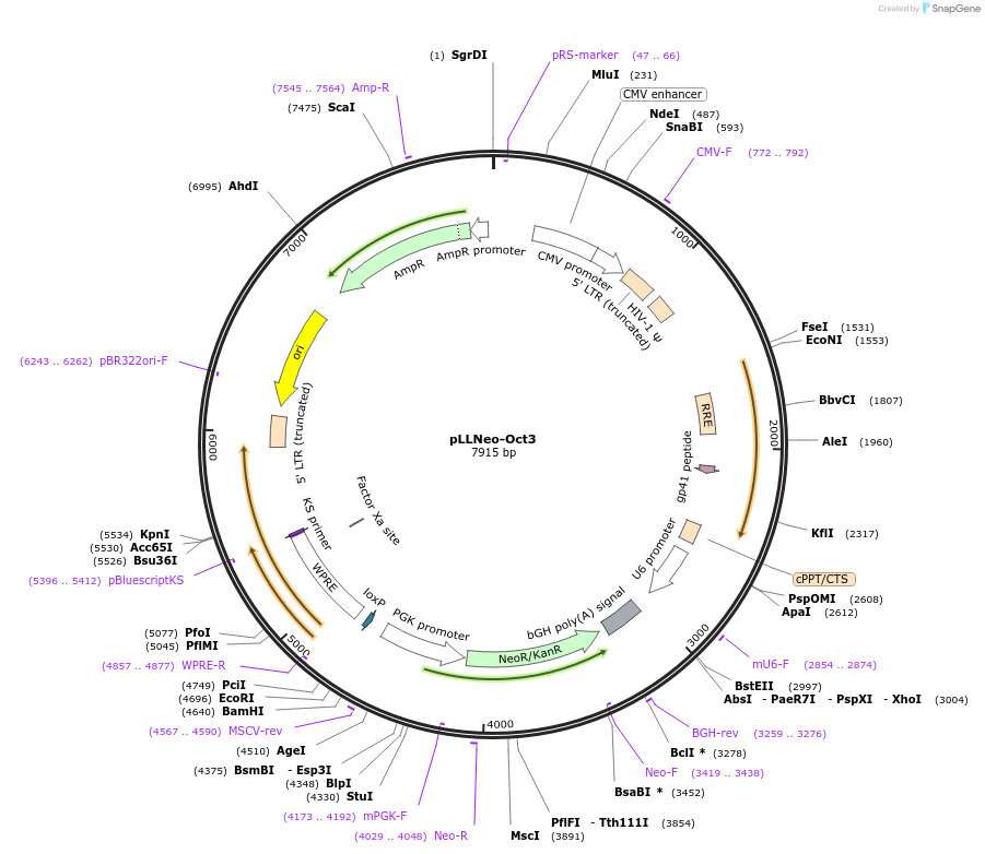 21618-plasmid-map-sequence-id-9926