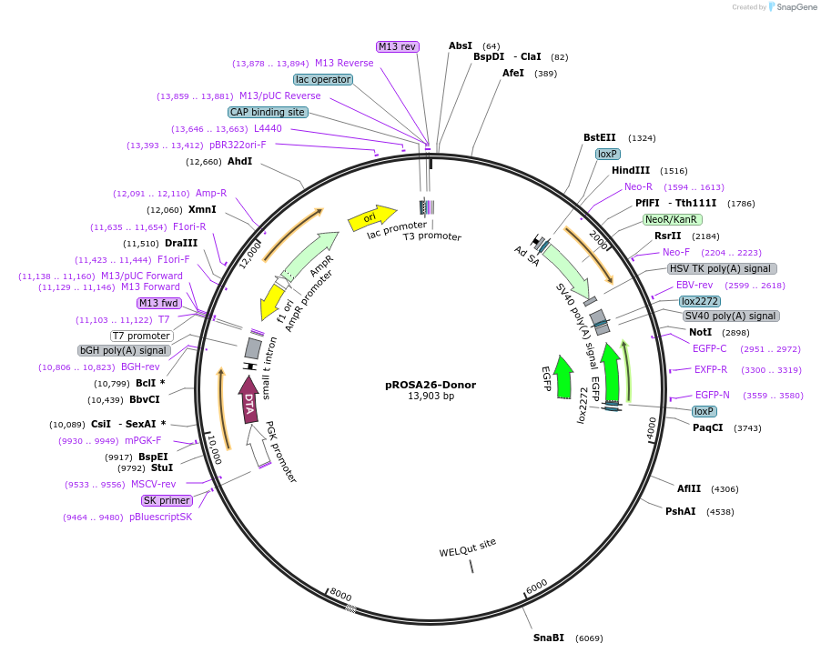 60952-plasmid-map-sequence-id-99263