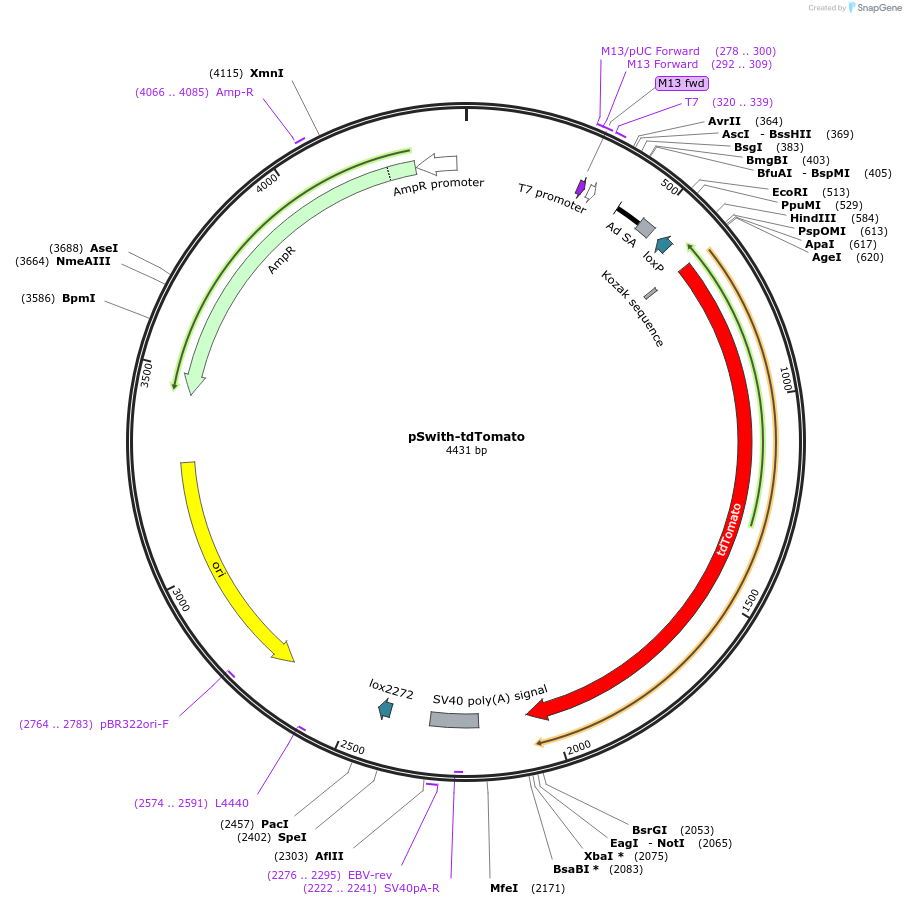 60953-plasmid-map-sequence-id-99264