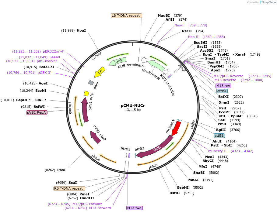 61168-plasmid-map-sequence-id-99292