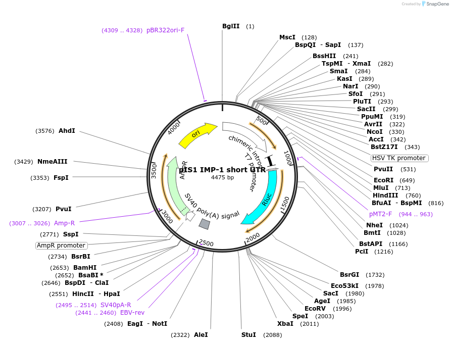 21639-plasmid-map-sequence-id-9934