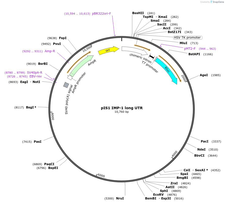 21640-plasmid-map-sequence-id-9935