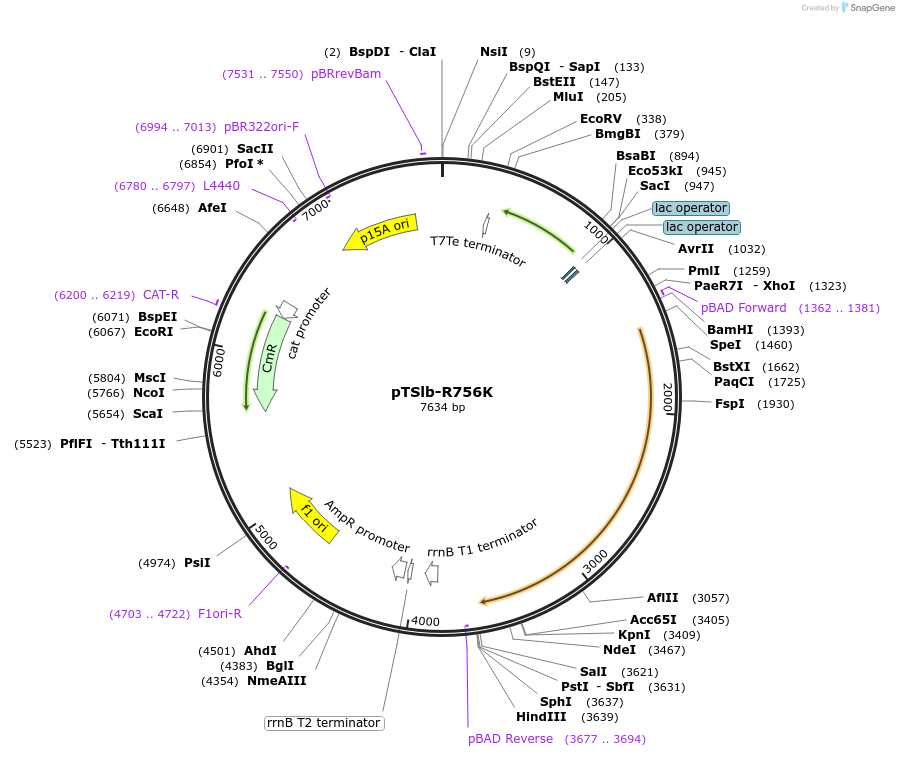 60731-plasmid-map-sequence-id-99358