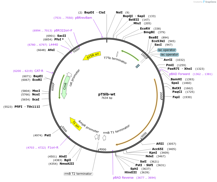 60728-plasmid-map-sequence-id-99370
