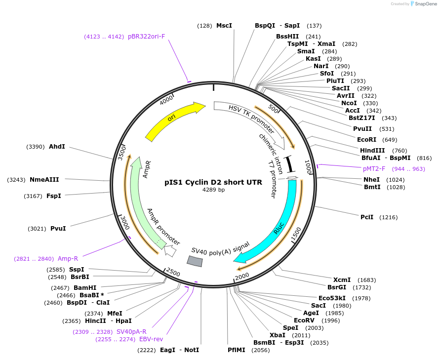 21644-plasmid-map-sequence-id-9938