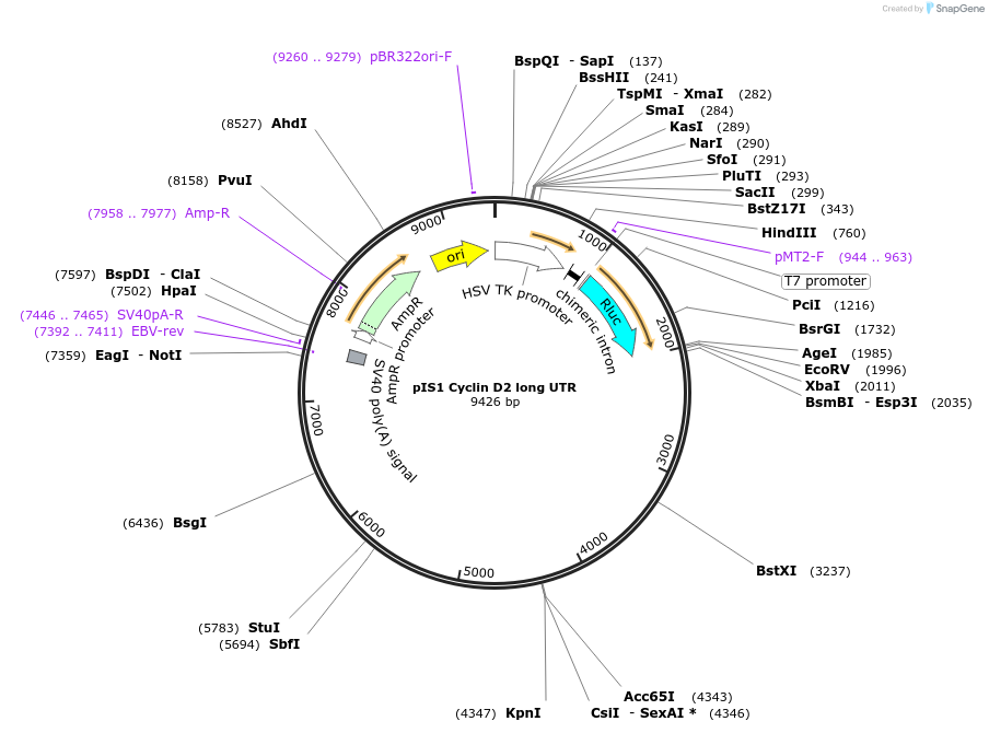 21645-plasmid-map-sequence-id-9939