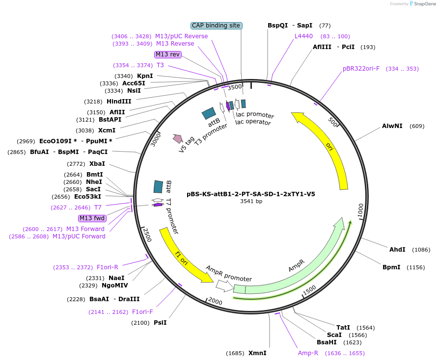 61256-plasmid-map-sequence-id-99404