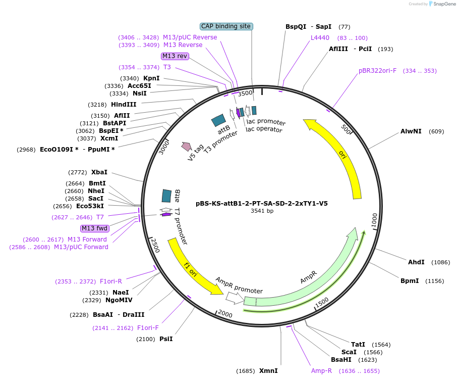 61257-plasmid-map-sequence-id-99405
