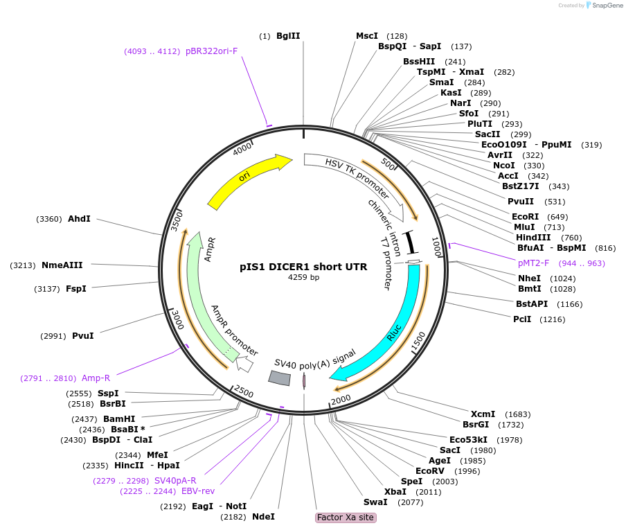 21648-plasmid-map-sequence-id-9942
