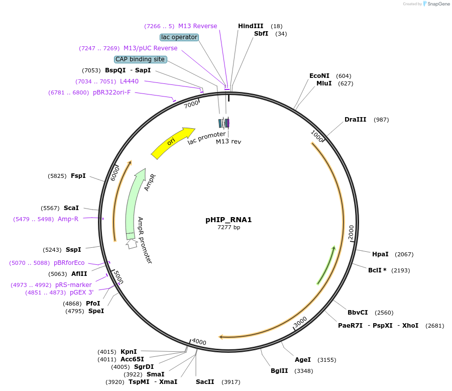 61259-plasmid-map-sequence-id-99437