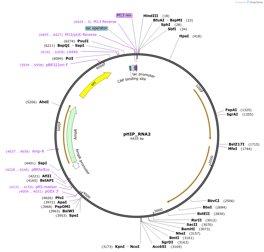 61260-plasmid-map-sequence-id-99438
