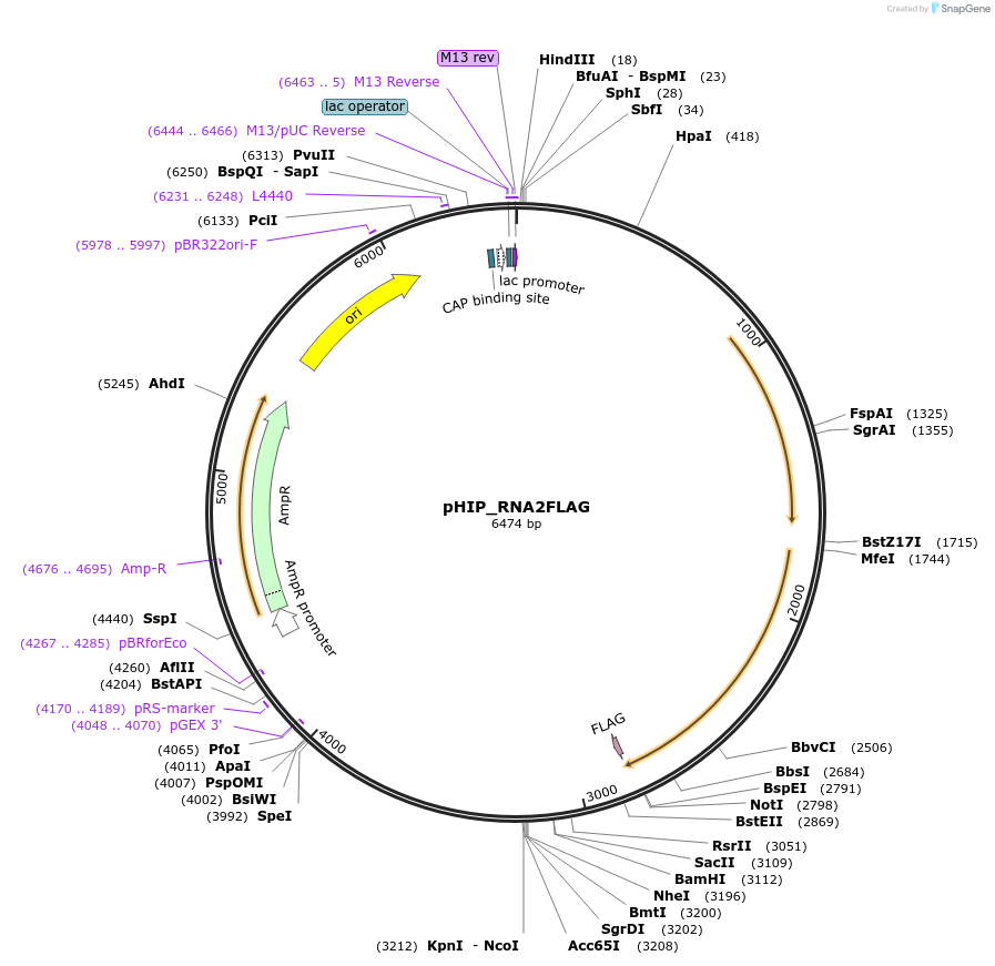 61261-plasmid-map-sequence-id-99439
