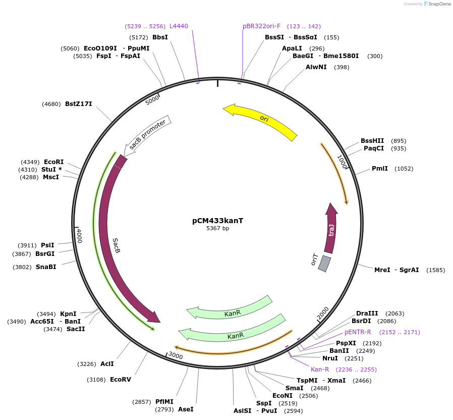 61262-plasmid-map-sequence-id-99454