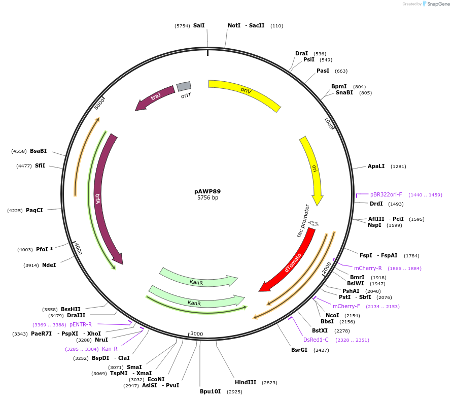 61264-plasmid-map-sequence-id-99456