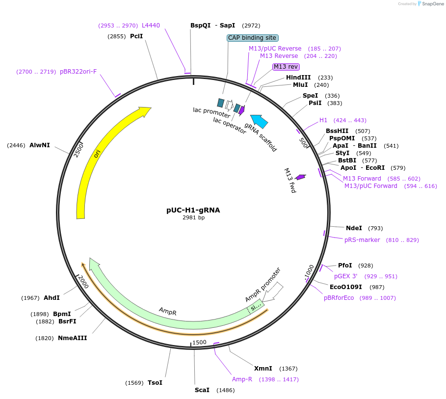 61089-plasmid-map-sequence-id-99467