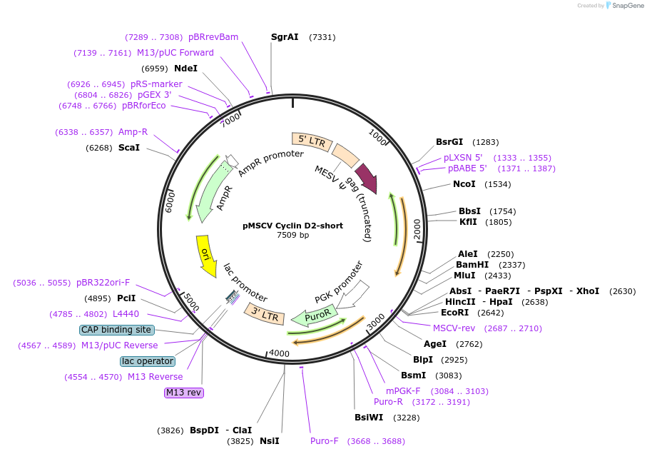 21655-plasmid-map-sequence-id-9948
