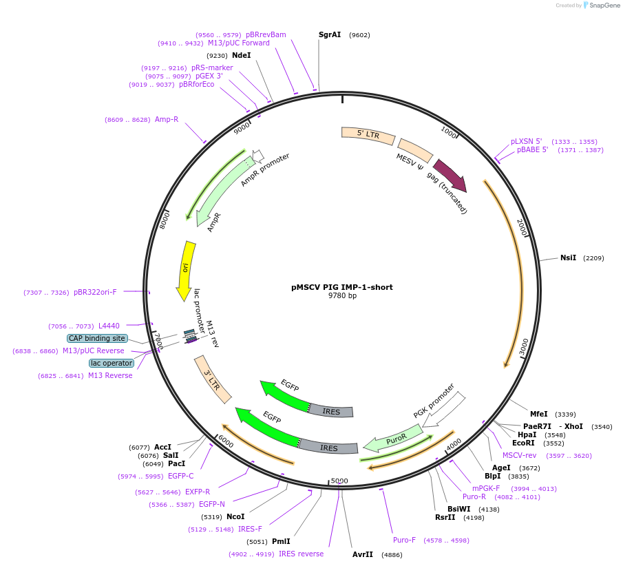 21659-plasmid-map-sequence-id-9950