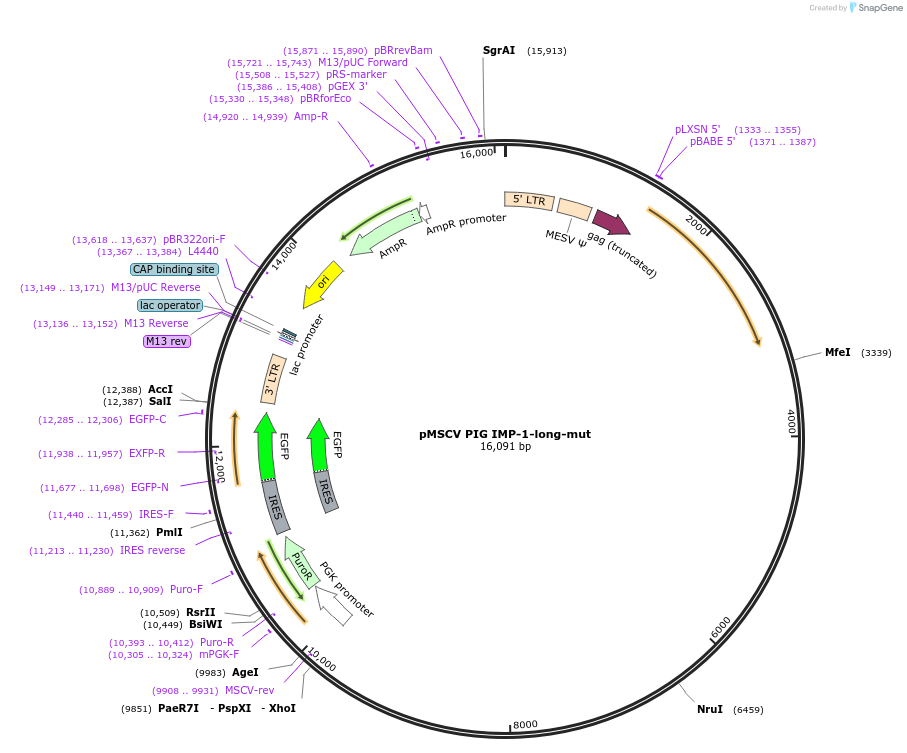 21661-plasmid-map-sequence-id-9952